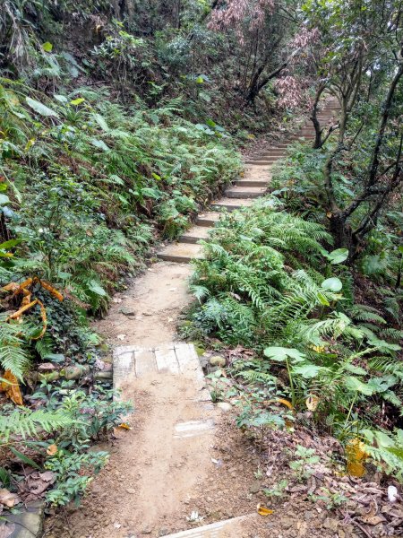 三汀山(小百岳#43)咬人狗坑登山步道976125