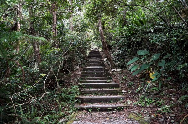八仙山森林步道2865230