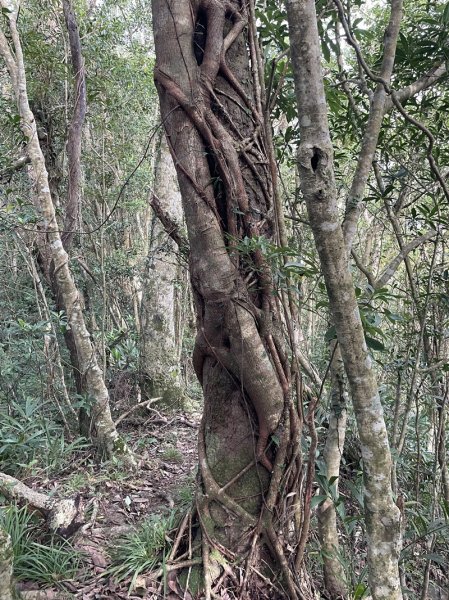 九芎根山-仁里板山2968839
