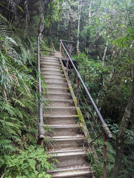 翠峰湖環湖。東口遇見黃喉貂2284324