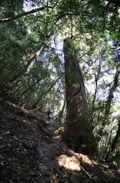 屏風山--岳界說的鳥山，其實不鳥～很辣703260