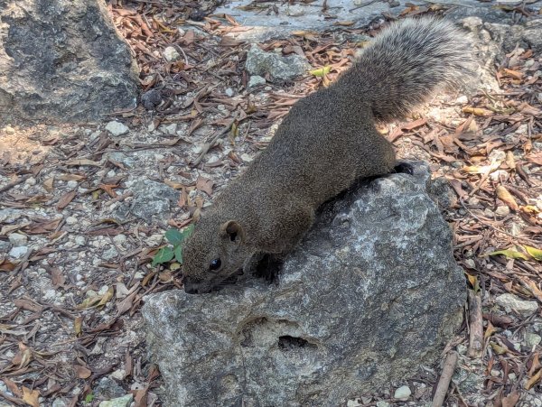 2025.03.25－壽山健走2746397