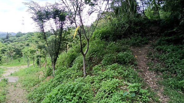 20250517 倒別牛-中坑山-飛鳳山 大O型2790392