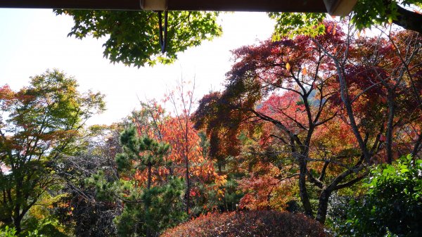 日本京都嵐山651975