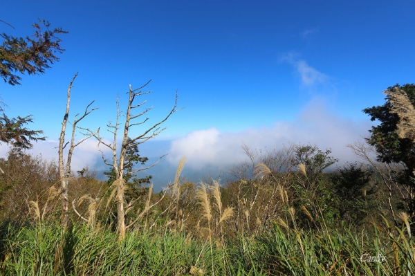 秋戀黃金森林。太平山「山毛櫸國家步道」2337