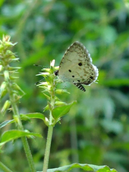 唐麻丹山 蝴蝶谷2918875