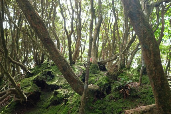 桃園復興區  東卡O縱2823824