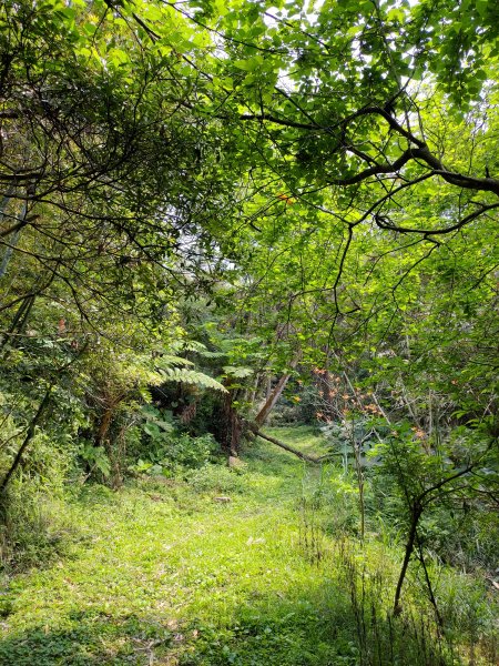 大棟山縱走(鶯歌上山佳下)1319284