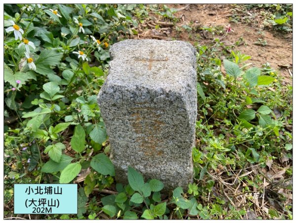 小北埔山、茶香小徑、櫻木花之道連走2759728