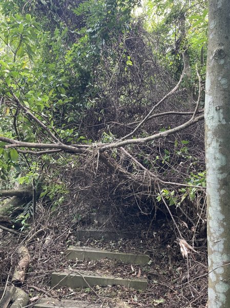 【天上山系】望月亭桐花2869353