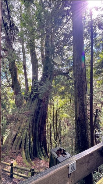 觀霧-檜山巨木群步道2925579