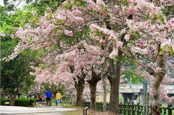 【嘉義】竹崎公園花旗木盛開.梅雨季前先下的桃紅陣雨