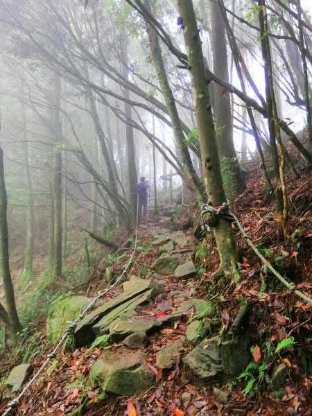 優美林相森林浴橫嶺山自然步道(木馬古道)739092