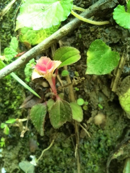 2025/7/12、7/13 西巒大山2839184