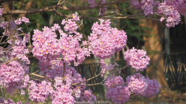 《台中》粉紅浪漫｜潮洋環保公園河岸步道202602-033022459