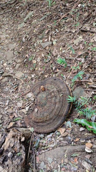 叮叮叮：一個人的微笑山線😊2917420