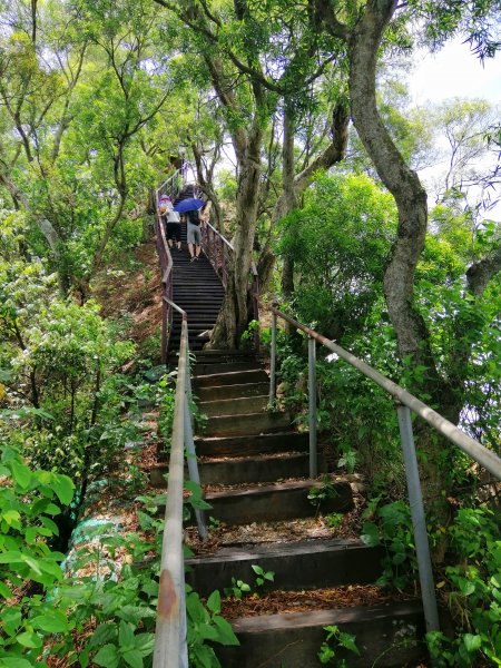 彰化社頭~稜線上賞美景。中央嶺造林步道1007405