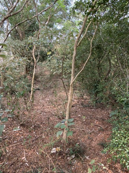 20250404屏東北獅子頭山-霧里乙山2757406