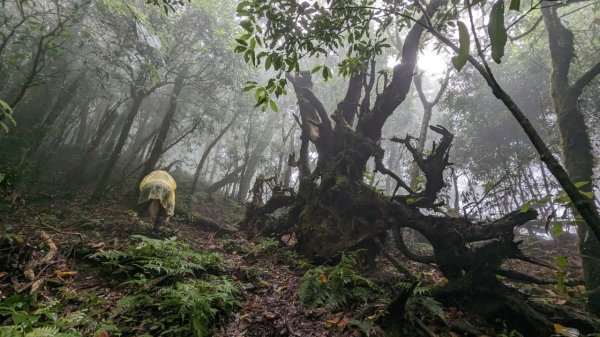 113.06.01魯壁山-東穗山之旅2529904