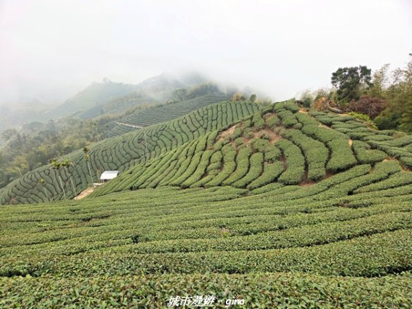 【嘉義梅山】雲嘉五連峰縱走3022308