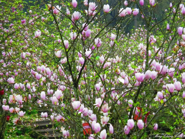 20150307~楓樹湖木蓮花~天元宮還沒開的櫻花15146