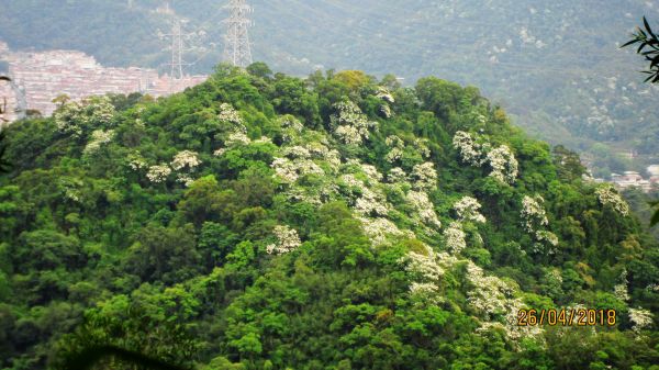 0430南勢角山 健走+賞桐花 , 一兼二顧 !322411