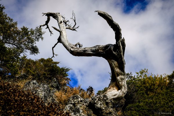 [冬訪大霸聖山岳參行]-榮耀桂冠B'bu' Papak聖稜精選輯2974797