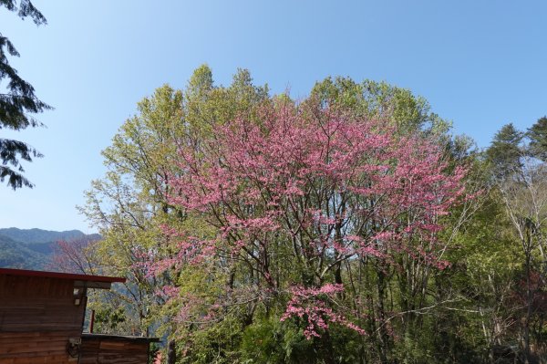 阿興阿賢司馬庫斯巨木步道900235