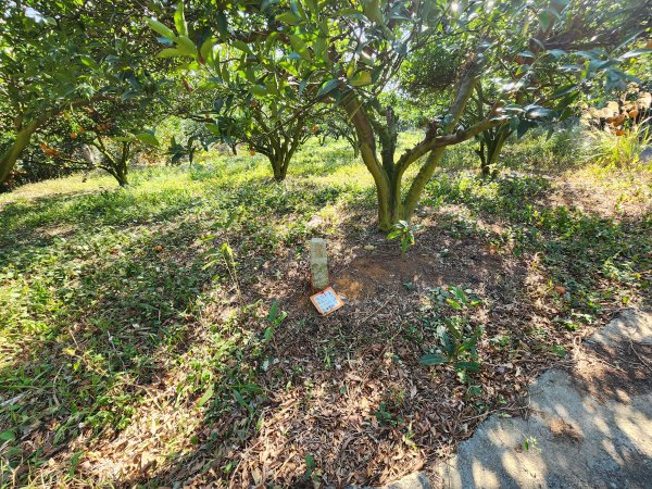 20250114石井山、榴子坑山、後脊山、龍頂山2728605