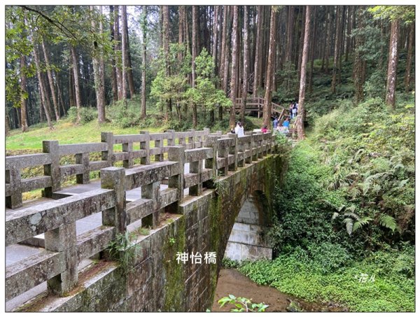 阿里山神木群棧道2771625