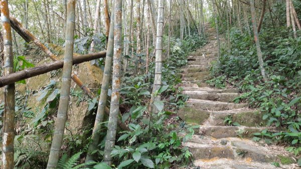 《雲林》全程陡陡｜華山10-5號步道上雲嘉大尖山202203061631123