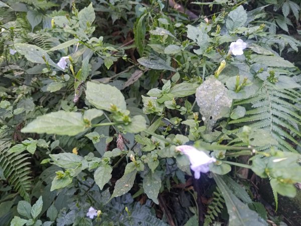 回歸自然的杜仔湖步道上雙子山2677778