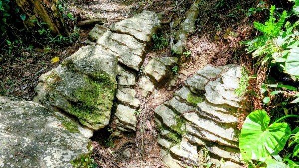 微笑山線百年大榕樹段2848408