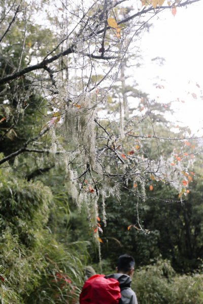 漫行百岳．帝王之座．南湖大山1154902