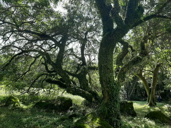 古道探訪｜竹林小徑、百年老樹幽靜古道1180440