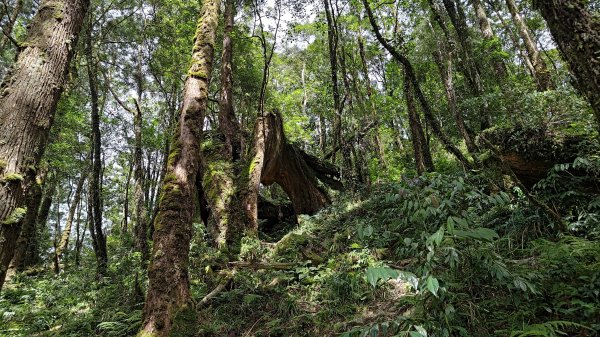 棲松縱走未竟2918316