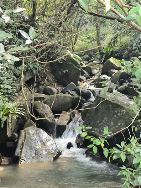 20251108草嶺古道2936124