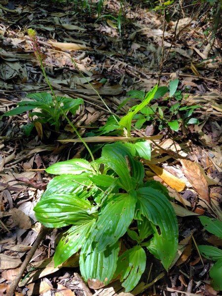 九彎仔步道2816557