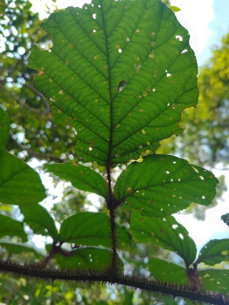 九芎頭步道-雲頂步道-二延平步道-二延平山-茶霧之道2773822