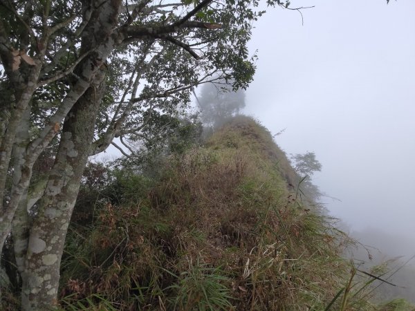嘉義大埔草山2382548