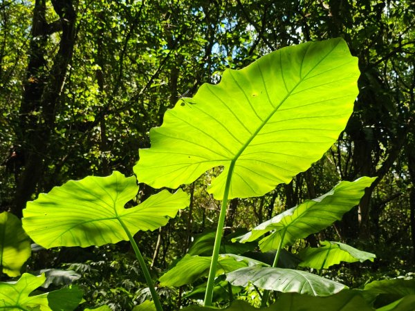 灣潭古道(淡蘭中路)-新北市雙溪區2882683