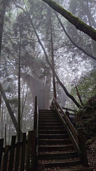 檜山巨木群2918007