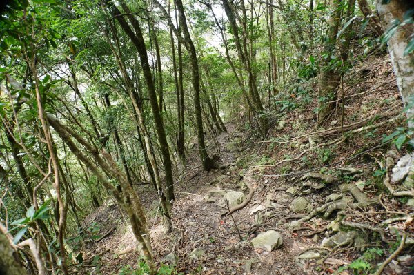 台中 和平 南松鶴山、八仙山、東松鶴山2877997