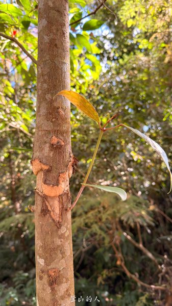 雪山坑環線步道2988748