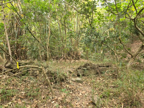 2026-02-01 靈山古道2991708