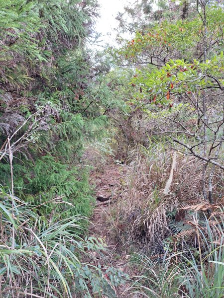 觀霧之榛山O型202411232653903