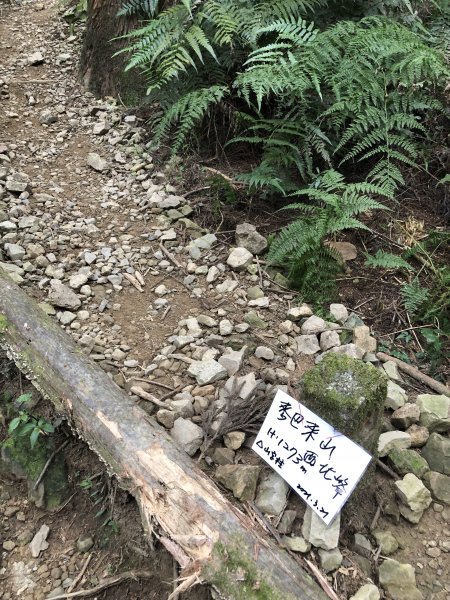 2021/03/21麥巴來山一日來回1316772