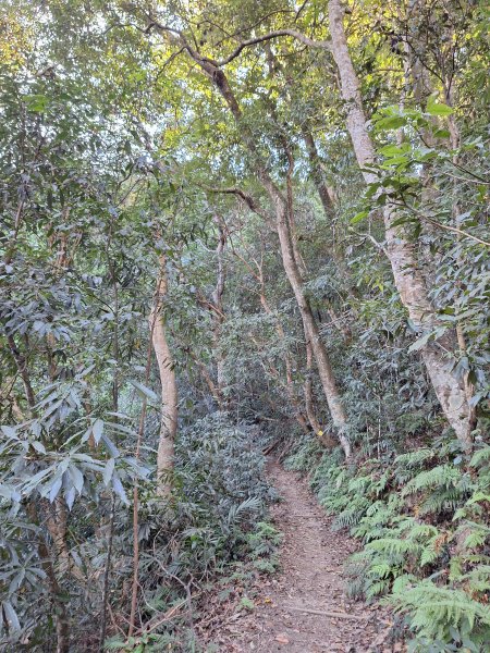 谷關蝴蝶谷瀑布202511202940787