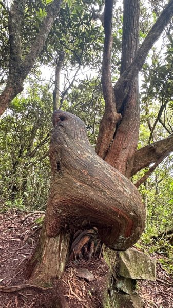 橫沙笛O繞2824586