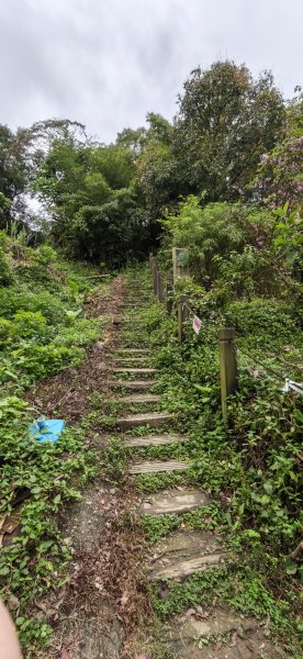2026-0307 造鎮-文筆山-天華山-南勢角山-蘭花亭-牛伯伯3015873